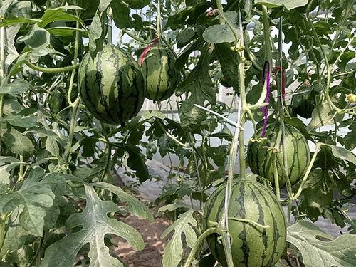 今日礼品小吊瓜批发价,新鲜美味，实惠之选！”