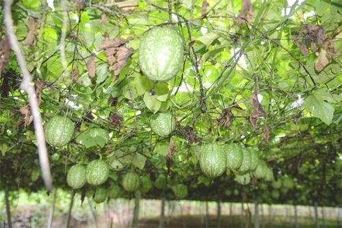 今日礼品小吊瓜批发价,新鲜美味，实惠之选！”