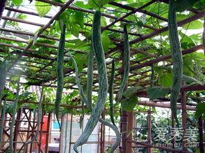 今日蛇瓜价格行情表,波动分析及市场趋势洞察