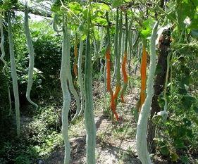 今日蛇瓜价格行情表,波动分析及市场趋势洞察