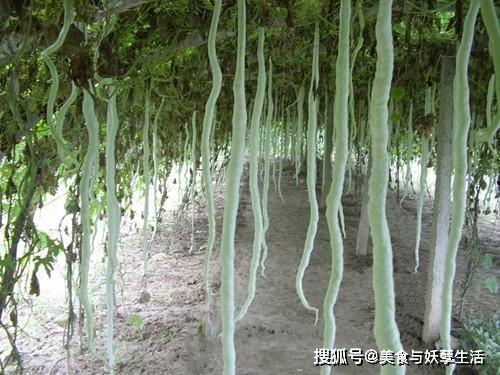 今日蛇瓜价格行情表,波动分析及市场趋势洞察