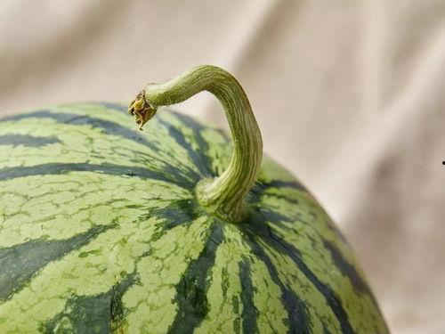 上海热门吃瓜事件真相,真相背后的惊人内幕