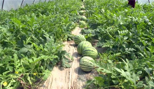 邯郸近期热门吃瓜事件,揭秘近期爆红吃瓜事件背后的真相